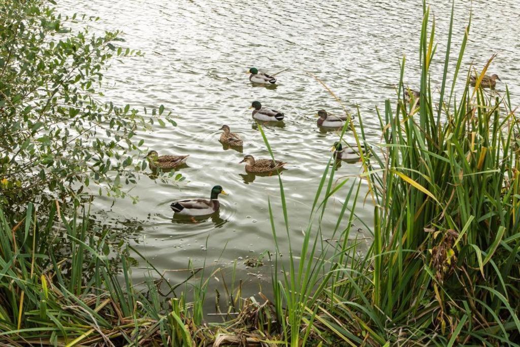 Mallard Lake 南塞尔尼 外观 照片